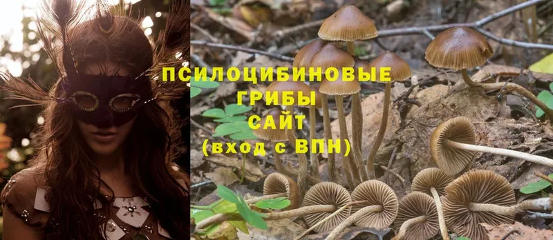 Псилоцибиновые грибы Psilocybe  где можно купить   Тарко-Сале 